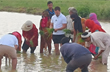 Rahul Gandhi gets down to earth, helps farmers plant paddy in Sonipat